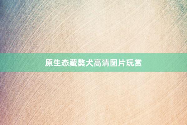 原生态藏獒犬高清图片玩赏