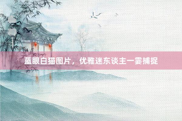 蓝眼白猫图片，优雅迷东谈主一霎捕捉